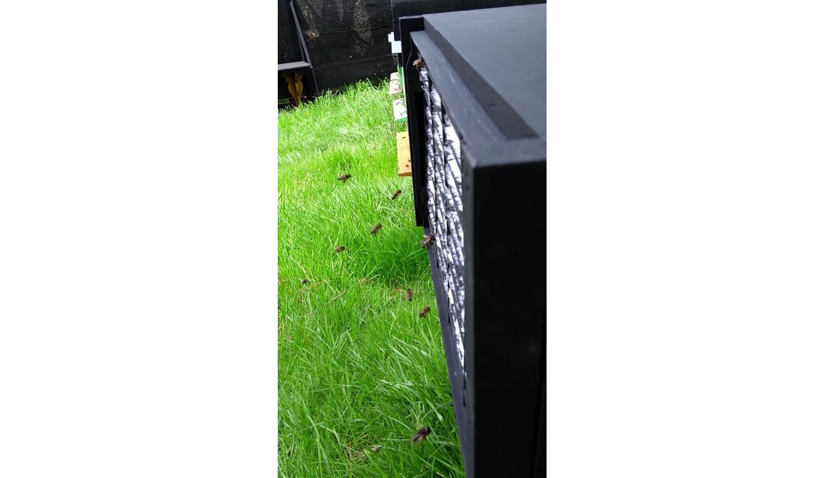 Instructions, advantages and installation of the hive protective module against the Asian wasp